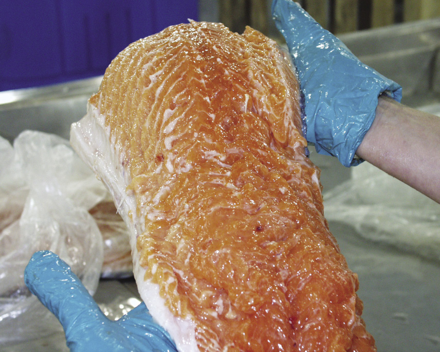 Kudoa thrysites infection in salmon